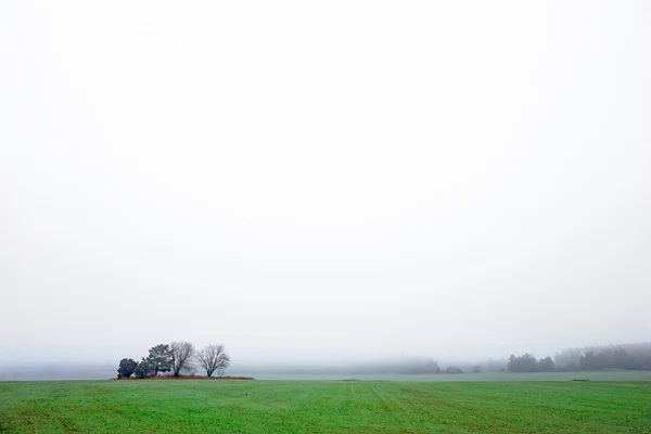 Field with trees on foggy day — Stock Photo, Image