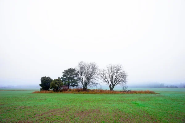 Field with trees on foggy day — Stock Photo, Image