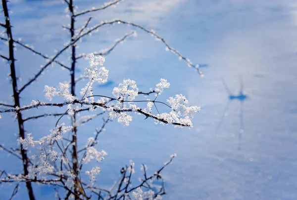 Ветвь с кристаллами льда — стоковое фото