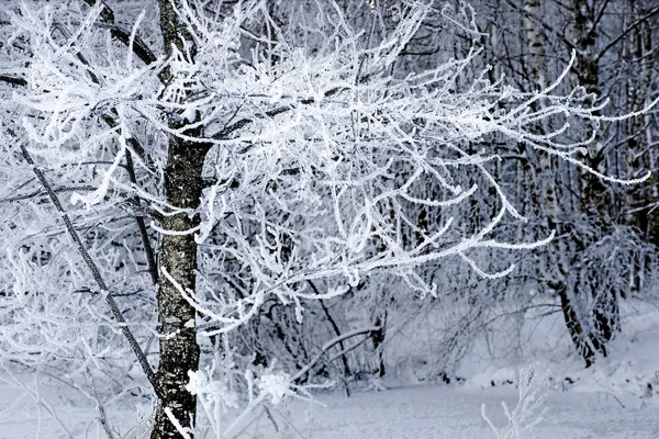 Tree with rime frost — Stock Photo, Image