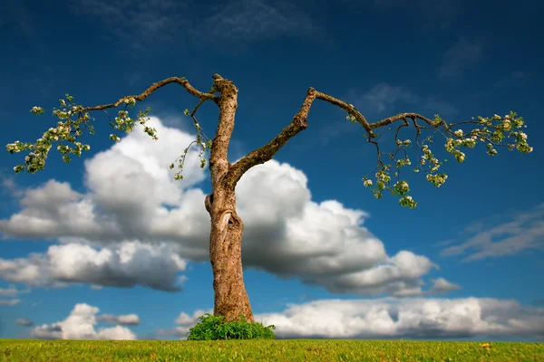 Old apple tree — Stock Photo, Image