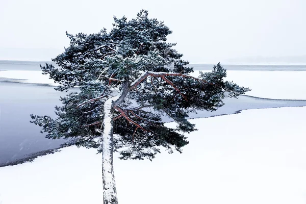 Pine tree by lake in winter — Stock Photo, Image