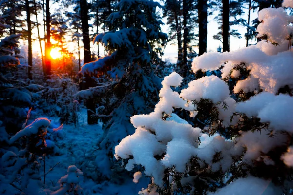Coucher de soleil dans la forêt scandinave — Photo