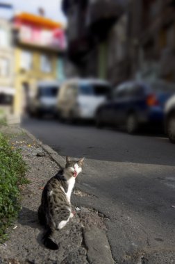 mutlu esneme kedi güneşli sokak