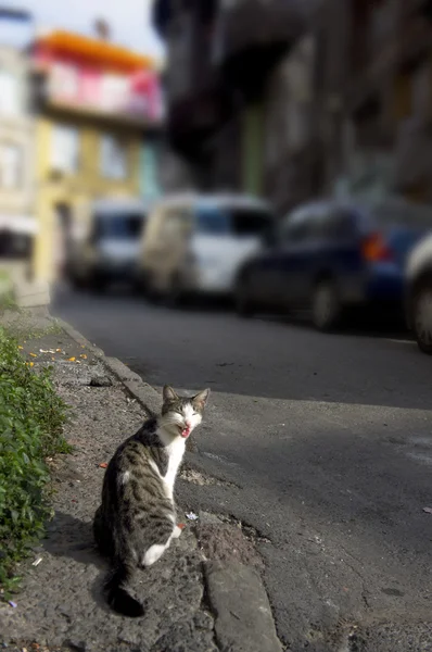 Gato bocejo feliz na rua ensolarada — Fotografia de Stock