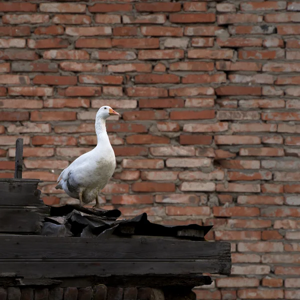 Oca su muro di mattoni — Foto Stock