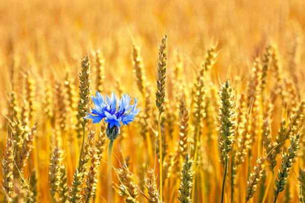 Tarwe in veld — Stockfoto