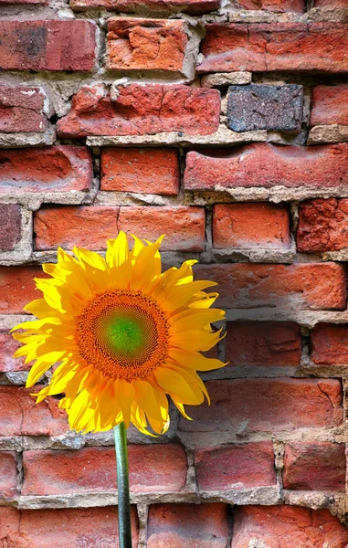 Sunflower on brick wall — Stock Photo, Image