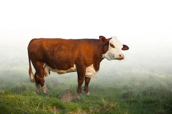 Коричневая корова — стоковое фото