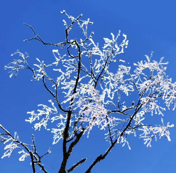 Bare birch tree with ice crystals Stock Photo