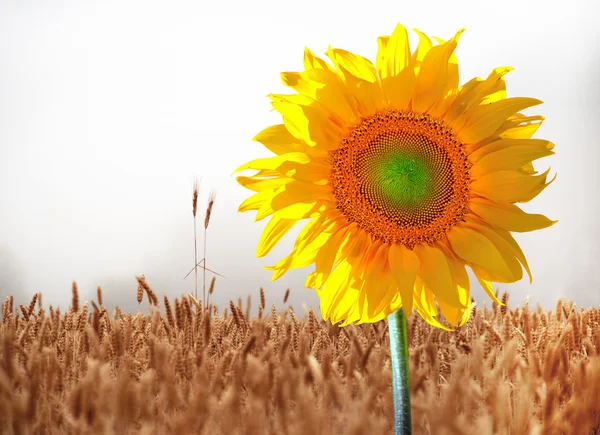 Sunflower in wheat field — Stock Photo, Image