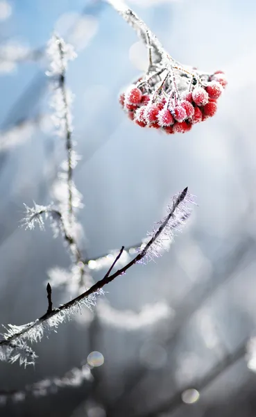 冷冻的 rowanberries — 图库照片