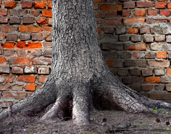 Корень дерева за кирпичной стеной — стоковое фото