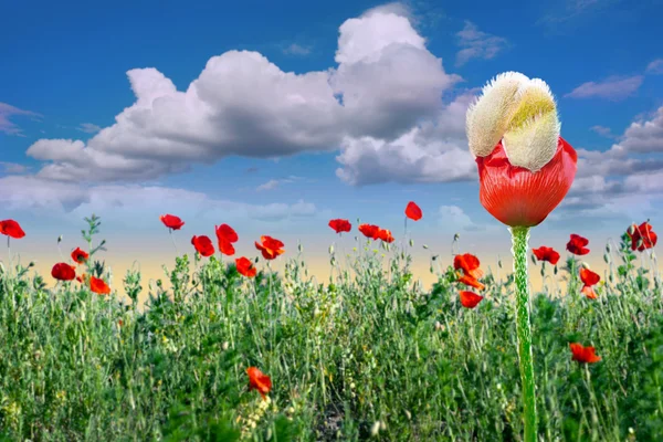 Feld der roten Mohnblumen — Stockfoto