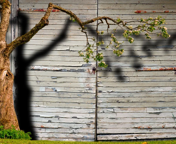 Blühender Apfelbaum — Stockfoto