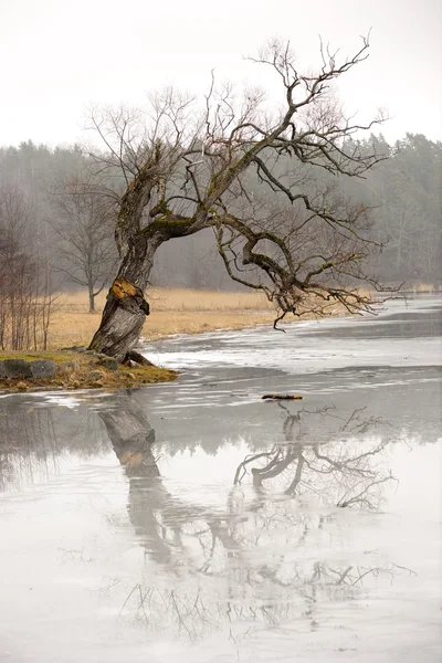 Buzun içine yansıyan söğüt ağacı — Stok fotoğraf