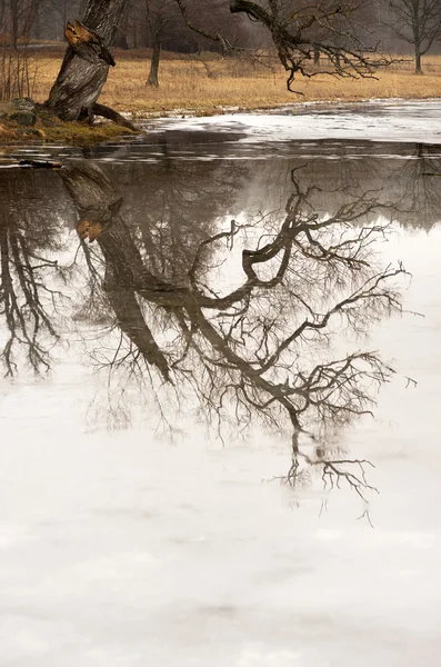 Willow tree reflected in ice — Stock Photo, Image