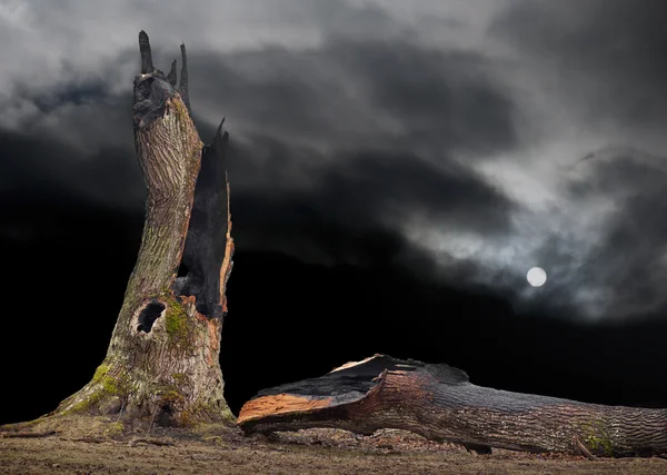 Quercia colpita da un fulmine — Foto Stock