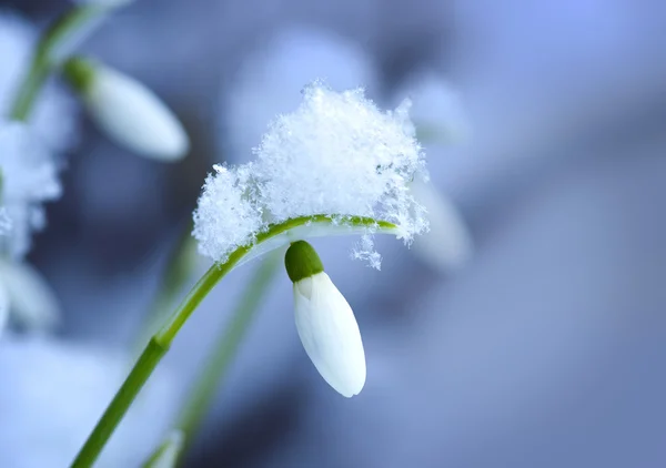 Snoe Drop mit Eiskristallen — Stockfoto