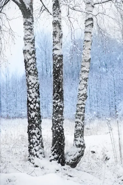 Berkenbomen in de winterlandschap — Stockfoto