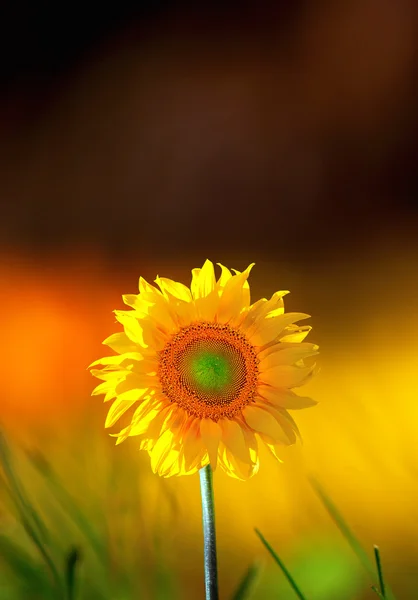 Zonnebloem op kleurrijke achtergrond — Stockfoto