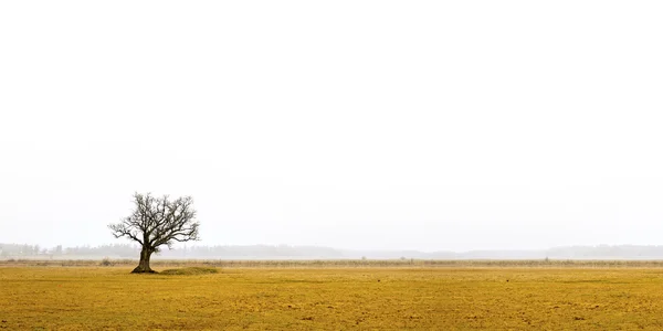 Bare oak tree in gloomy landscape — Stock Photo, Image