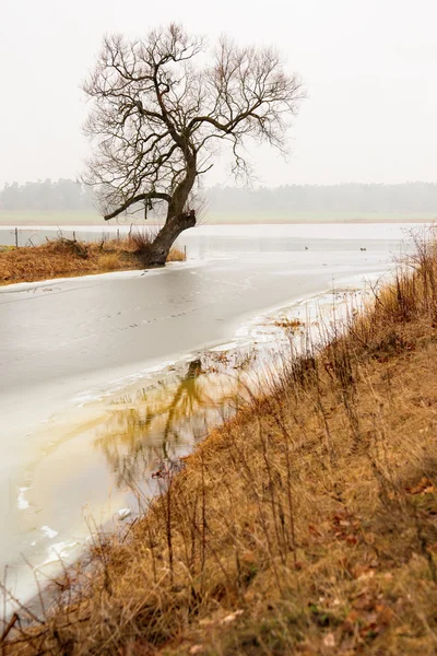 Holý strom v mlhavé krajiny — Stock fotografie