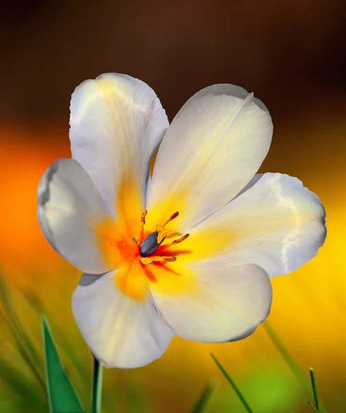 Tulipa branca e amarela — Fotografia de Stock