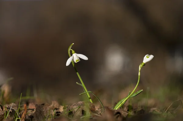 Las gotas de nieve a principios de primavera —  Fotos de Stock