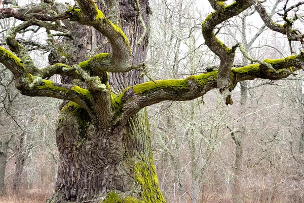 Mighty oak tree — Stock Photo, Image