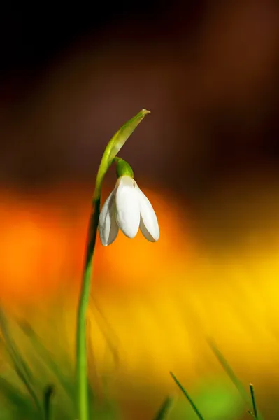 Queda de neve no fundo colorido — Fotografia de Stock