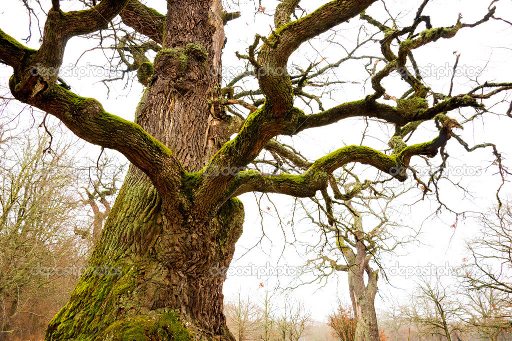 Mighty oak tree