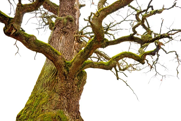 Poderoso roble — Foto de Stock