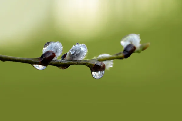 Salgueiro buceta com gotas de chuva — Fotografia de Stock