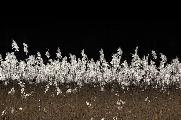 バックライト乾燥葦 — ストック写真