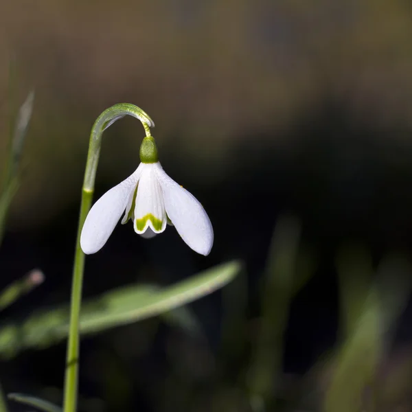 Chute de neige au début du printemps — Photo