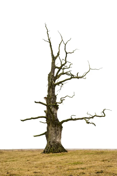 Çıplak meşe ağacı — Stok fotoğraf