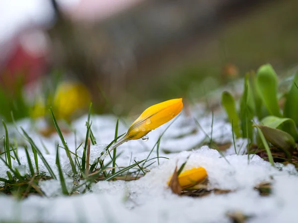 Gelbe Krokusse im schmelzenden Schnee — Stockfoto