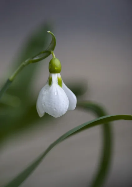 Närbild på snowdrop — Stockfoto