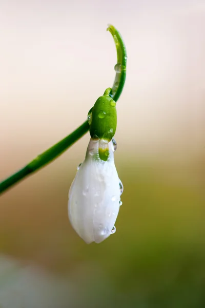 Gros plan du largage de neige — Photo