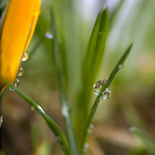 Erba con gocce di pioggia — Foto Stock