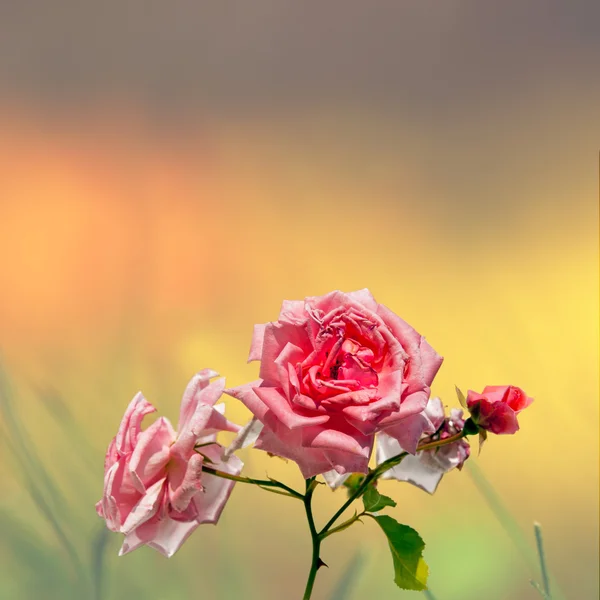 Rosas cor-de-rosa sobre fundo colorido — Fotografia de Stock