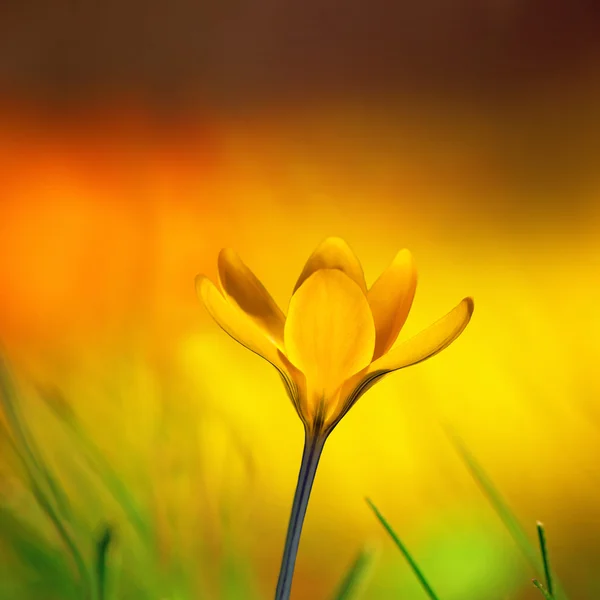 Gele krokus — Stockfoto