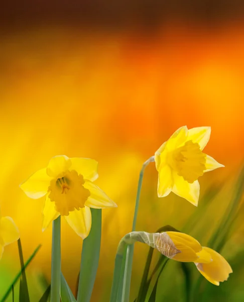 Daffodils on colorful background — Stock Photo, Image