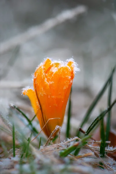 Gul Krokus med rimfrost frost — Stockfoto