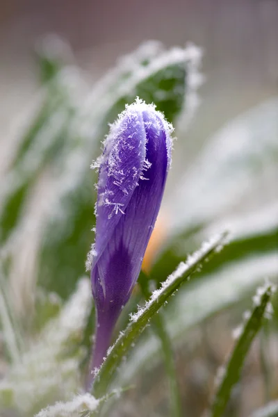 Paarse crocus met rime vorst — Stockfoto