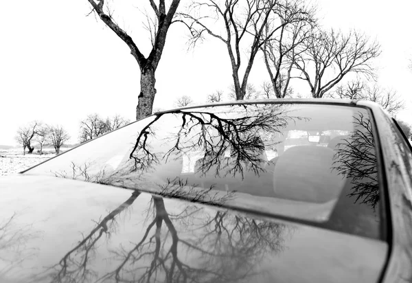 Nagie drzewa odzwierciedlenie w samochodzie — Zdjęcie stockowe