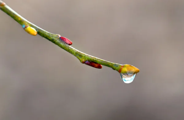 Branch with buds and drop of water — Stock Photo, Image