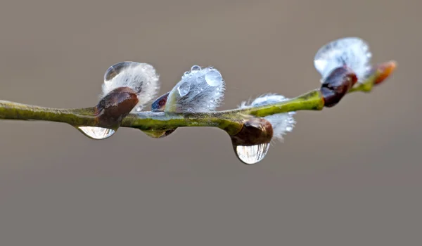 Salgueiro buceta com gotas de chuva — Fotografia de Stock