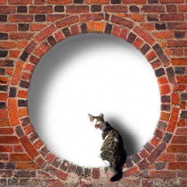 eski tuğla duvar içinde dairesel çerçeve içinde kedi